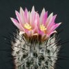 Gymnocactus_mandragora_1